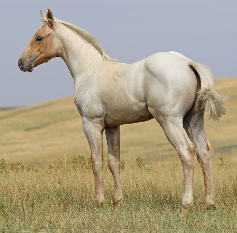 024 - Flit Miss Blue colt